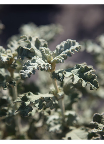 BUDDLEJA glomerata SILVER SRVICE - Arbre aux papillons