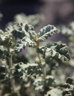 BUDDLEJA glomerata SILVER SRVICE - Arbre aux papillons