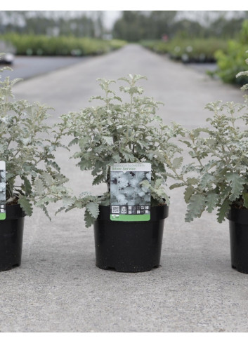 BUDDLEJA glomerata SILVER SRVICE - Arbre aux papillons En pot de 3-4 litres buisson hauteur 030-040 cm