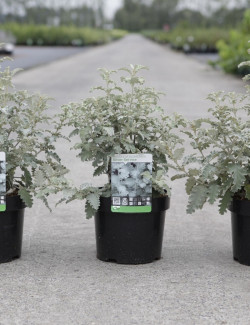 BUDDLEJA glomerata SILVER SRVICE - Arbre aux papillons En pot de 3-4 litres buisson hauteur 030-040 cm