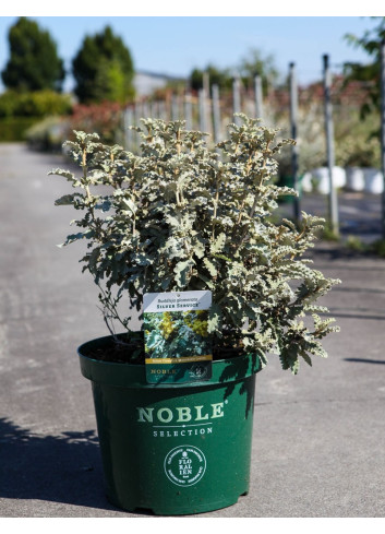 BUDDLEJA glomerata SILVER SRVICE - Arbre aux papillons En pot de 10-12 litres buisson hauteur 040-060 cm