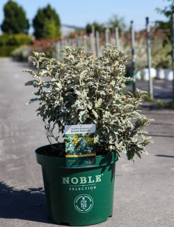 BUDDLEJA glomerata SILVER SRVICE - Arbre aux papillons En pot de 10-12 litres buisson hauteur 040-060 cm