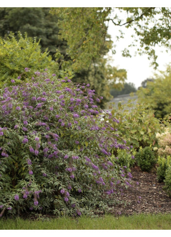 BUDDLEIA ARGUS VELVET®- Arbre aux papillons