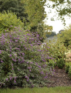 BUDDLEIA ARGUS VELVET®- Arbre aux papillons