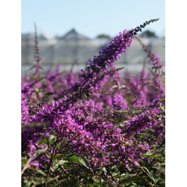 BUDDLEIA ARGUS VELVET®- Arbre aux papillons