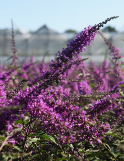 BUDDLEIA ARGUS VELVET®- Arbre aux papillons