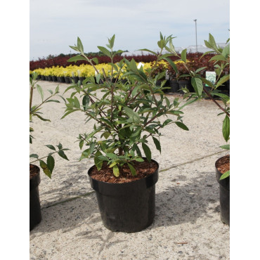 BUDDLEIA ARGUS VELVET®- Arbre aux papillons En pot de 3-4 litres buisson hauteur 040-060 cm
