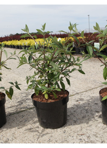 BUDDLEIA ARGUS VELVET®- Arbre aux papillons En pot de 3-4 litres buisson hauteur 040-060 cm