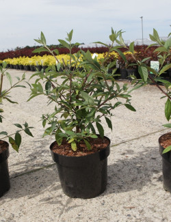 BUDDLEIA ARGUS VELVET®- Arbre aux papillons En pot de 3-4 litres buisson hauteur 040-060 cm