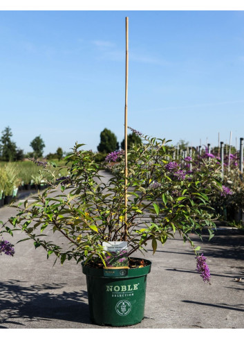 BUDDLEIA ARGUS VELVET®- Arbre aux papillons En pot de 10-12 litres buisson hauteur 060-080 cm