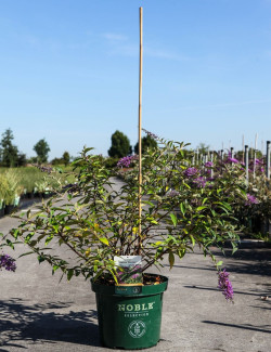 BUDDLEIA ARGUS VELVET®- Arbre aux papillons En pot de 10-12 litres buisson hauteur 060-080 cm