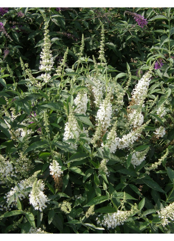 BUDDLEIA ARGUS WHITE®- Arbre aux papillons