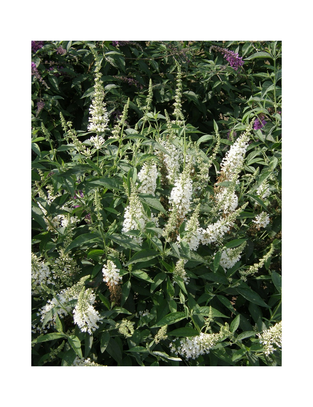 BUDDLEIA ARGUS WHITE®- Arbre aux papillons