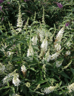 BUDDLEIA ARGUS WHITE®- Arbre aux papillons