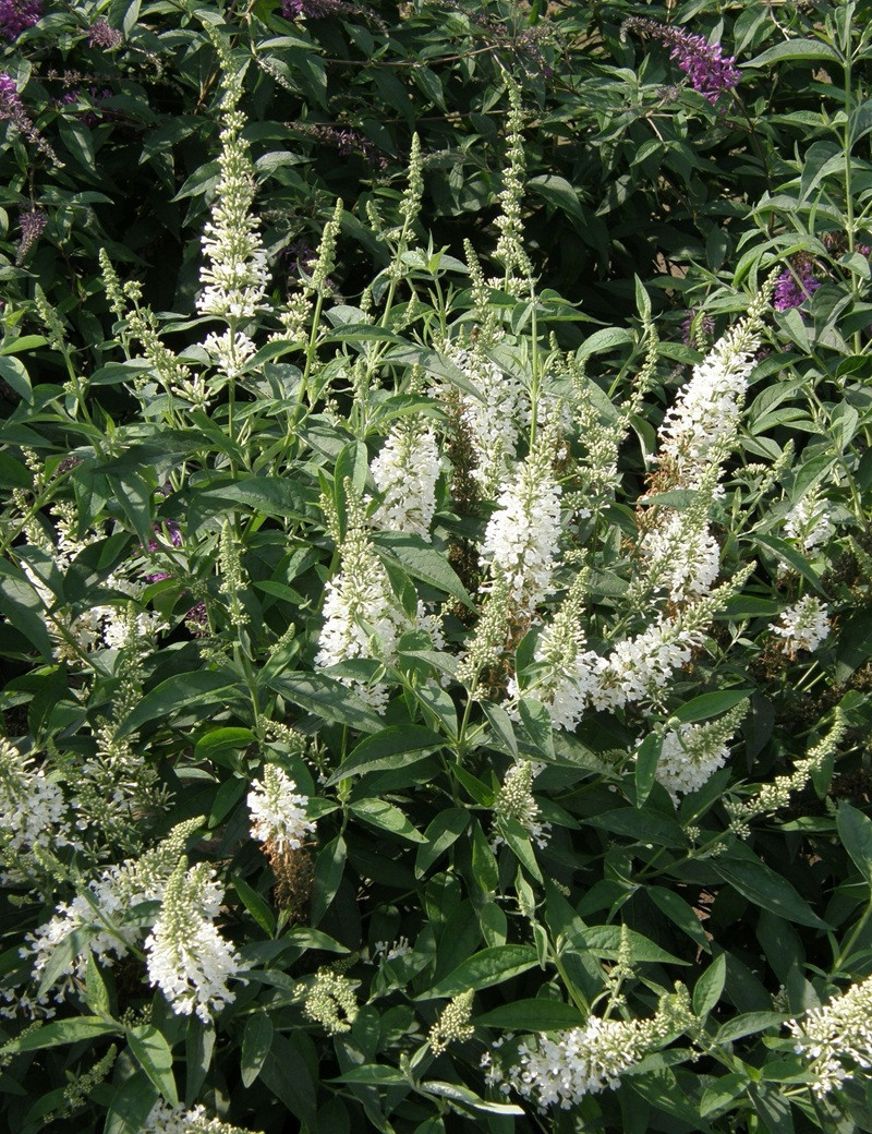 BUDDLEIA ARGUS WHITE®- Arbre aux papillons