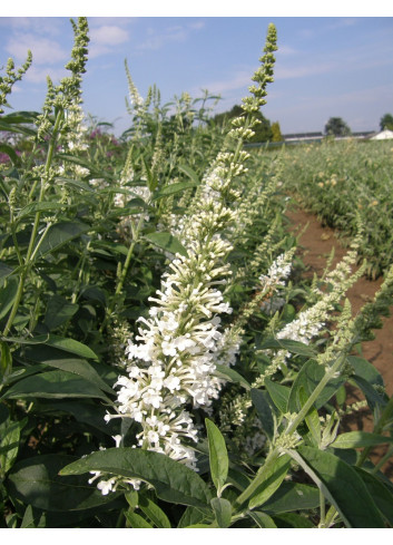 BUDDLEIA ARGUS WHITE®- Arbre aux papillons