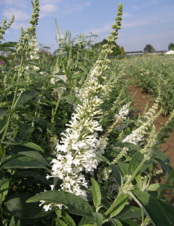 BUDDLEIA ARGUS WHITE®- Arbre aux papillons