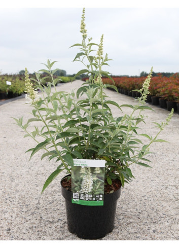 BUDDLEIA ARGUS WHITE®- Arbre aux papillons En pot de 3-4 litres buisson hauteur 040-060 cm
