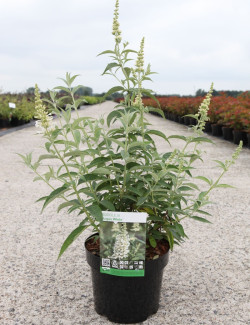 BUDDLEIA ARGUS WHITE®- Arbre aux papillons En pot de 3-4 litres buisson hauteur 040-060 cm