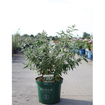 BUDDLEIA ARGUS WHITE®- Arbre aux papillons En pot de 10-12 litres buisson hauteur 060-080 cm