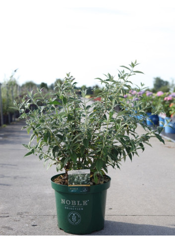 BUDDLEIA ARGUS WHITE®- Arbre aux papillons En pot de 10-12 litres buisson hauteur 060-080 cm