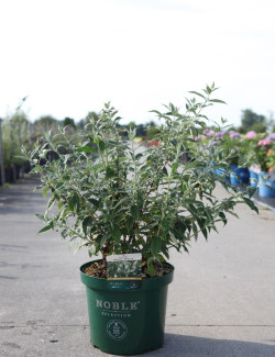 BUDDLEIA ARGUS WHITE®- Arbre aux papillons En pot de 10-12 litres buisson hauteur 060-080 cm