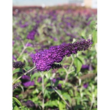 BUDDLEIA davidii GROOVY GRAPE® - Arbre aux papillons
