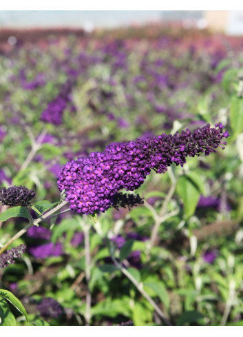 BUDDLEIA davidii GROOVY GRAPE® - Arbre aux papillons