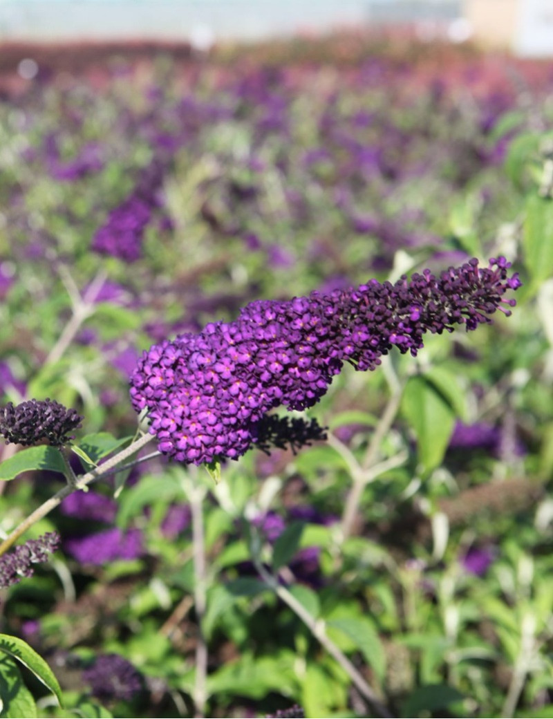 BUDDLEIA davidii GROOVY GRAPE® - Arbre aux papillons