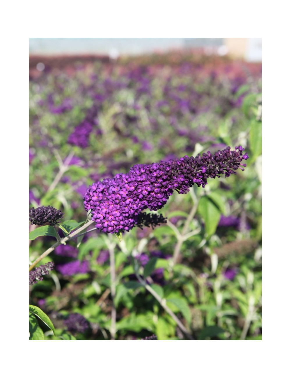 BUDDLEIA davidii GROOVY GRAPE® - Arbre aux papillons