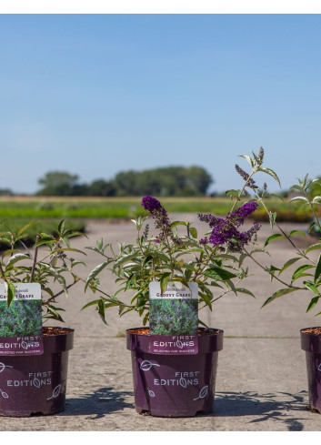 BUDDLEIA davidii GROOVY GRAPE® - Arbre aux papillons