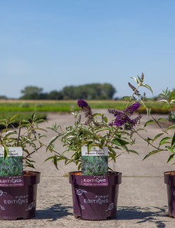 BUDDLEIA davidii GROOVY GRAPE® - Arbre aux papillons