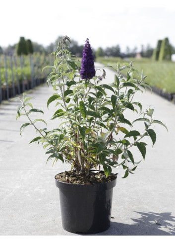 BUDDLEIA davidii GROOVY GRAPE® - Arbre aux papillons En pot de 10-12 litres buisson hauteur 060-080 cm