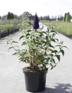 BUDDLEIA davidii GROOVY GRAPE® - Arbre aux papillons En pot de 10-12 litres buisson hauteur 060-080 cm