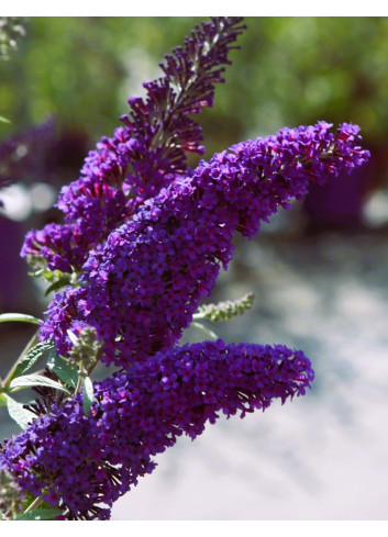 BUDDLEIA davidii PSYCHEDELIC SKY® - Arbre aux papillons