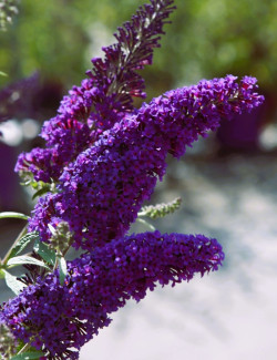 BUDDLEIA davidii PSYCHEDELIC SKY® - Arbre aux papillons