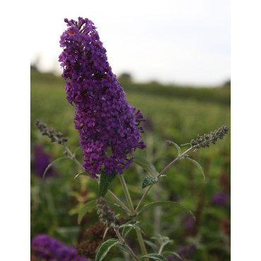 BUDDLEIA davidii PSYCHEDELIC SKY® - Arbre aux papillons