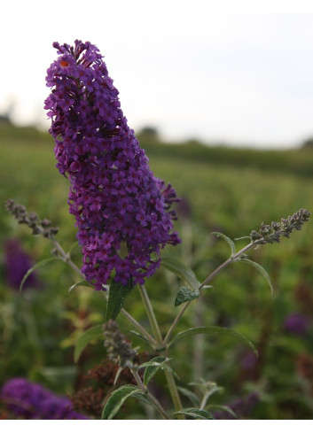 BUDDLEIA davidii PSYCHEDELIC SKY® - Arbre aux papillons