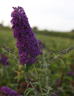 BUDDLEIA davidii PSYCHEDELIC SKY® - Arbre aux papillons