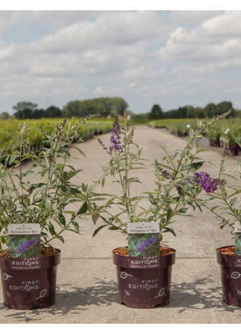 BUDDLEIA davidii PSYCHEDELIC SKY® - Arbre aux papillons En pot de 3-4 litres buisson hauteur 030-040 cm