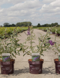 BUDDLEIA davidii PSYCHEDELIC SKY® - Arbre aux papillons En pot de 3-4 litres buisson hauteur 030-040 cm