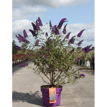 BUDDLEIA davidii PSYCHEDELIC SKY® - Arbre aux papillons En pot de 10-12 litres buisson hauteur 060-080 cm