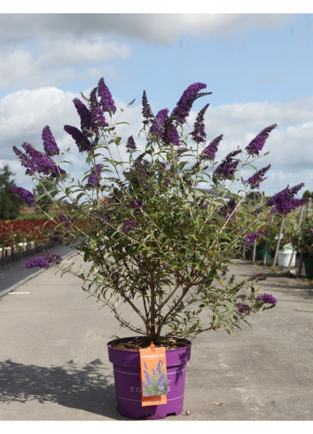 BUDDLEIA davidii PSYCHEDELIC SKY® - Arbre aux papillons En pot de 10-12 litres buisson hauteur 060-080 cm