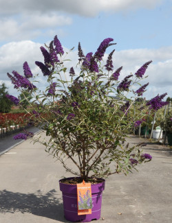 BUDDLEIA davidii PSYCHEDELIC SKY® - Arbre aux papillons En pot de 10-12 litres buisson hauteur 060-080 cm