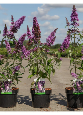 BUDDLEIA davidii PEACOCK - Arbre aux papillons En pot de 3-4 litres buisson hauteur 030-040 cm