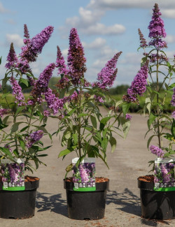 BUDDLEIA davidii PEACOCK - Arbre aux papillons En pot de 3-4 litres buisson hauteur 030-040 cm