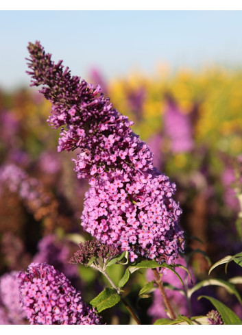 BUDDLEIA davidii PEACOCK - Arbre aux papillons