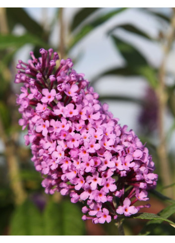 BUDDLEIA davidii PEACOCK - Arbre aux papillons