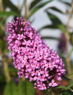 BUDDLEIA davidii PEACOCK - Arbre aux papillons
