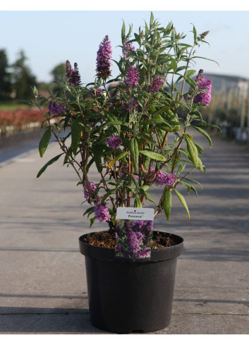 BUDDLEIA davidii PEACOCK - Arbre aux papillons En pot de 10-12 litres buisson hauteur 060-080 cm